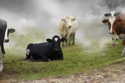 landscape with cows grazing
