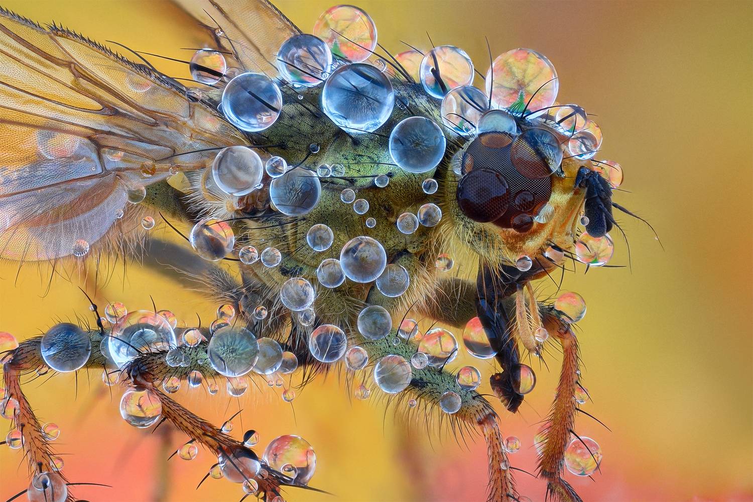 ceclii, macro, d7200, lomo 3.7, Tsvetan Ganev