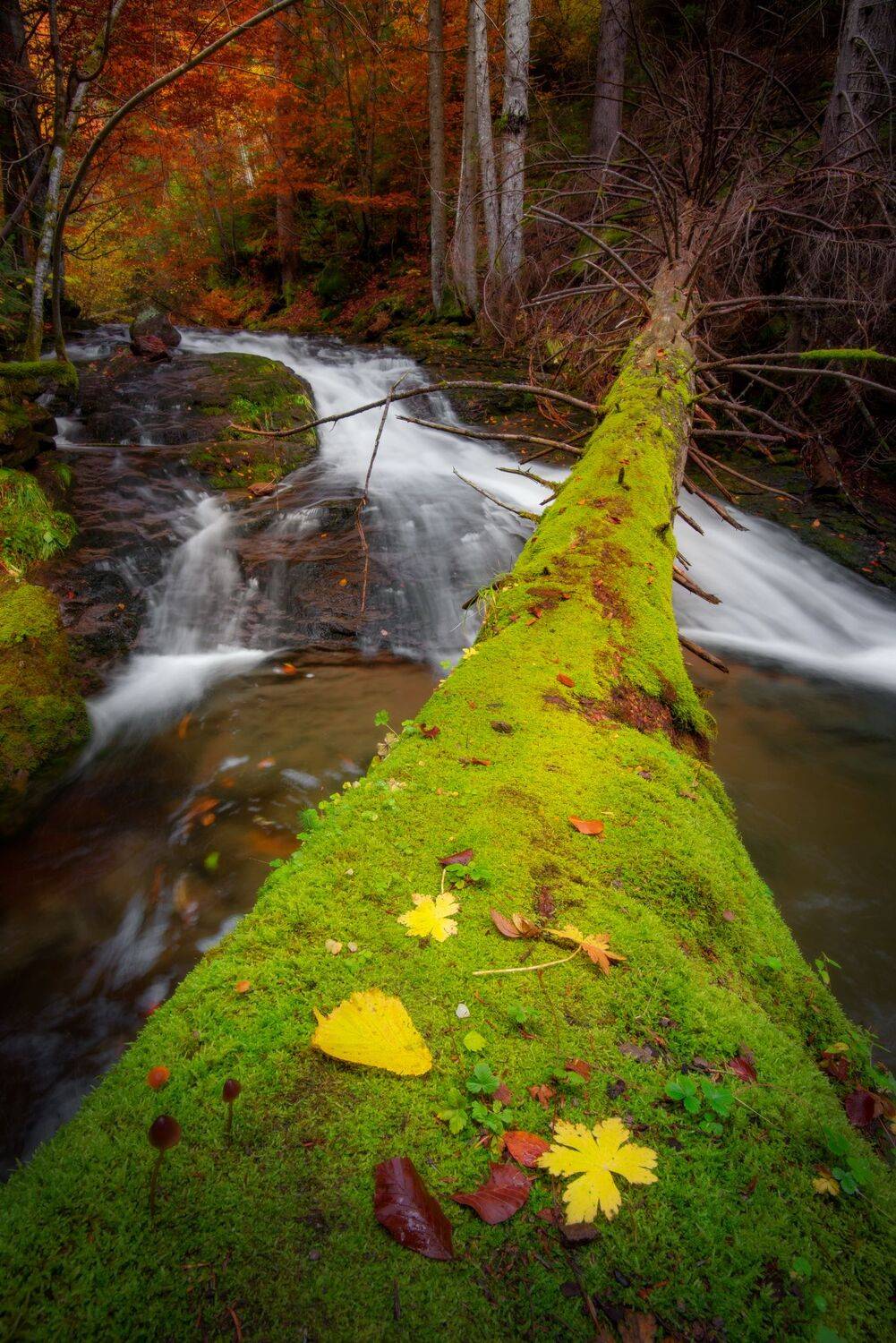 , Mariyana Atanasova - Lucero
