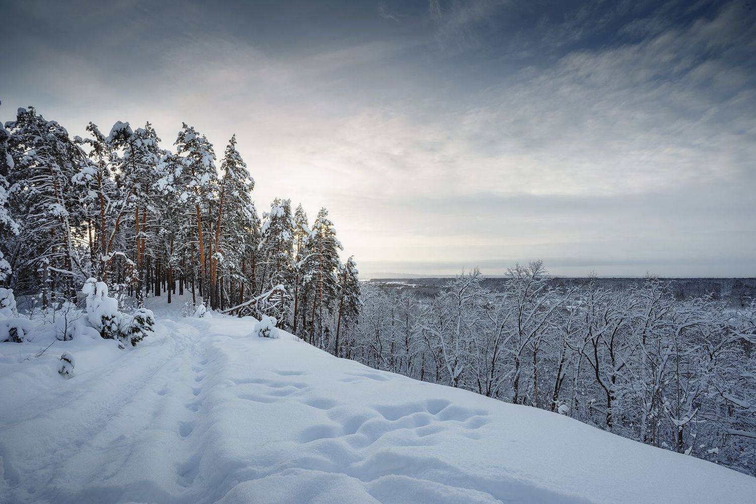 природа зима снег лес утро, Михаил Корнилов