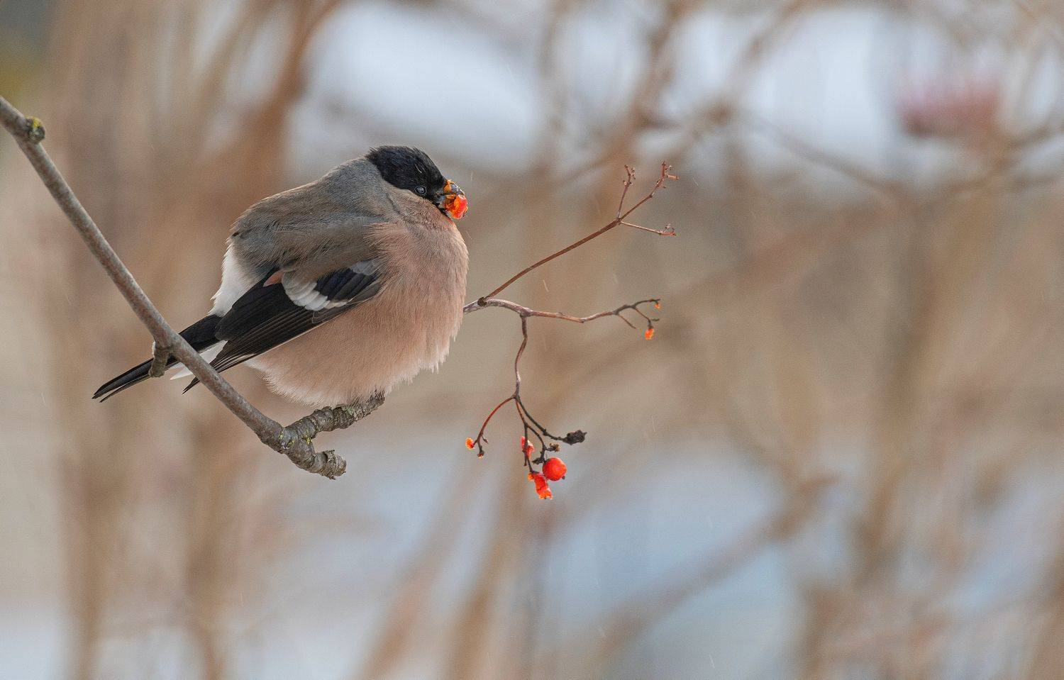 зима снегирь, Руслан Сигушин