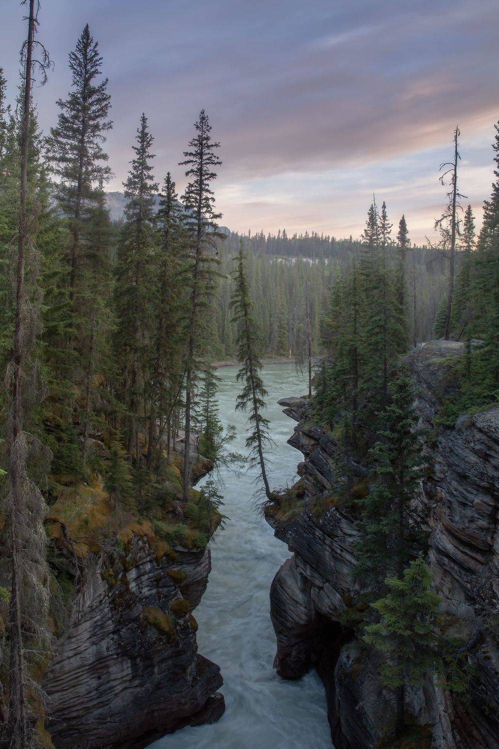 tree, canada, jasper, canyon, Evgeny Chertov