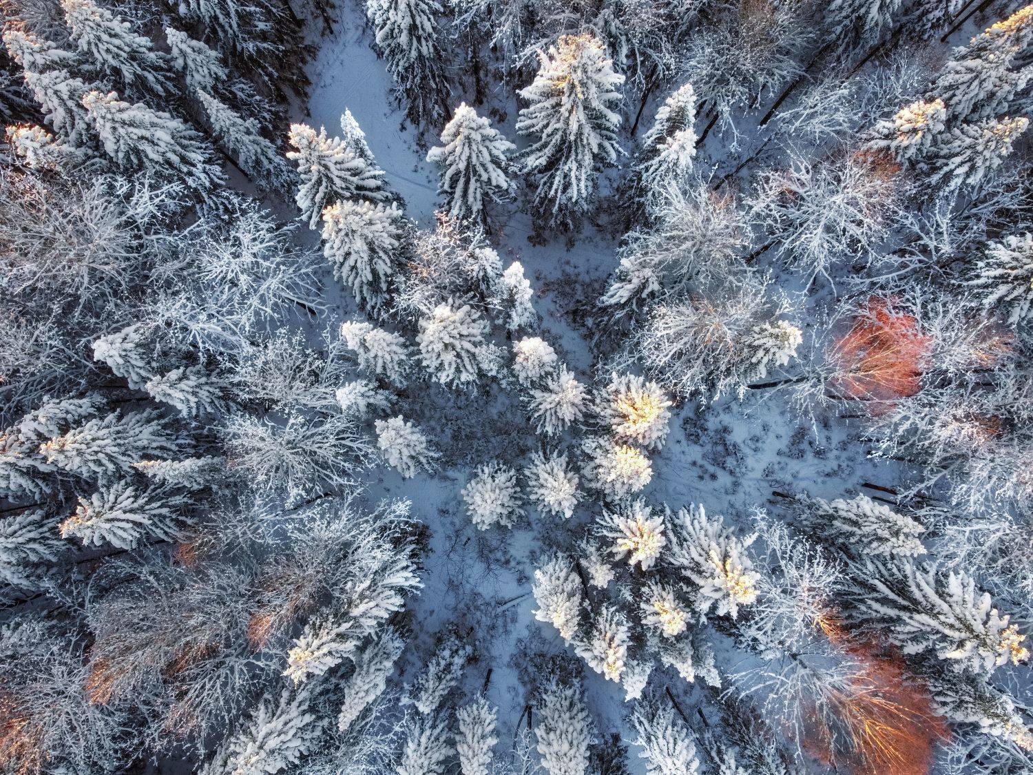 дрон, аэрофотосъемка, лес, зима, природа, Андрей Малыгин