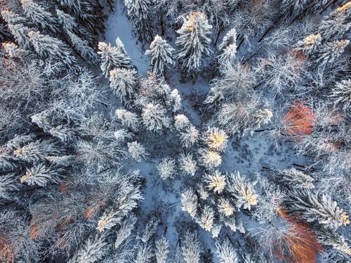 Контрасты зимнего леса