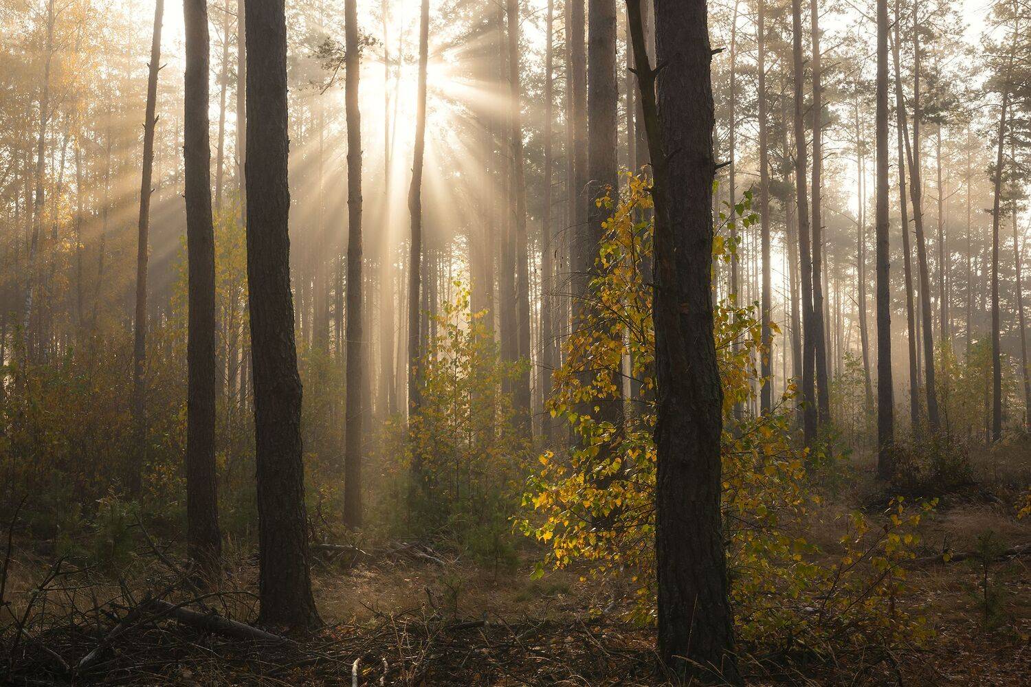 , Захаров Дмитрий