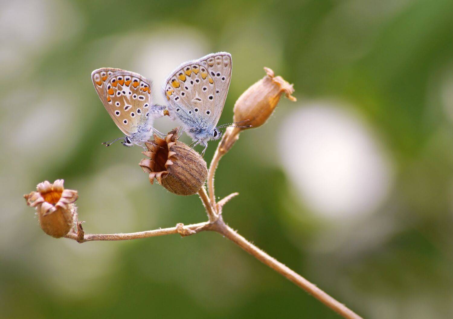 , Чепленко Алексей