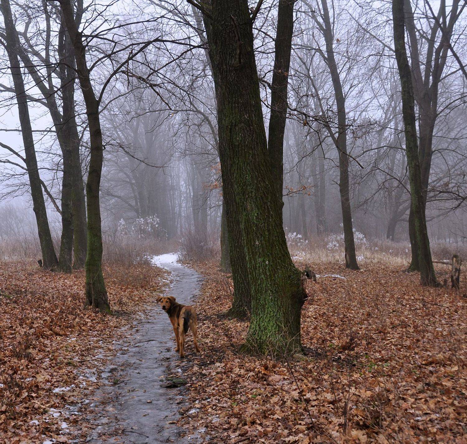 декабрь, зима, Рудая Галина