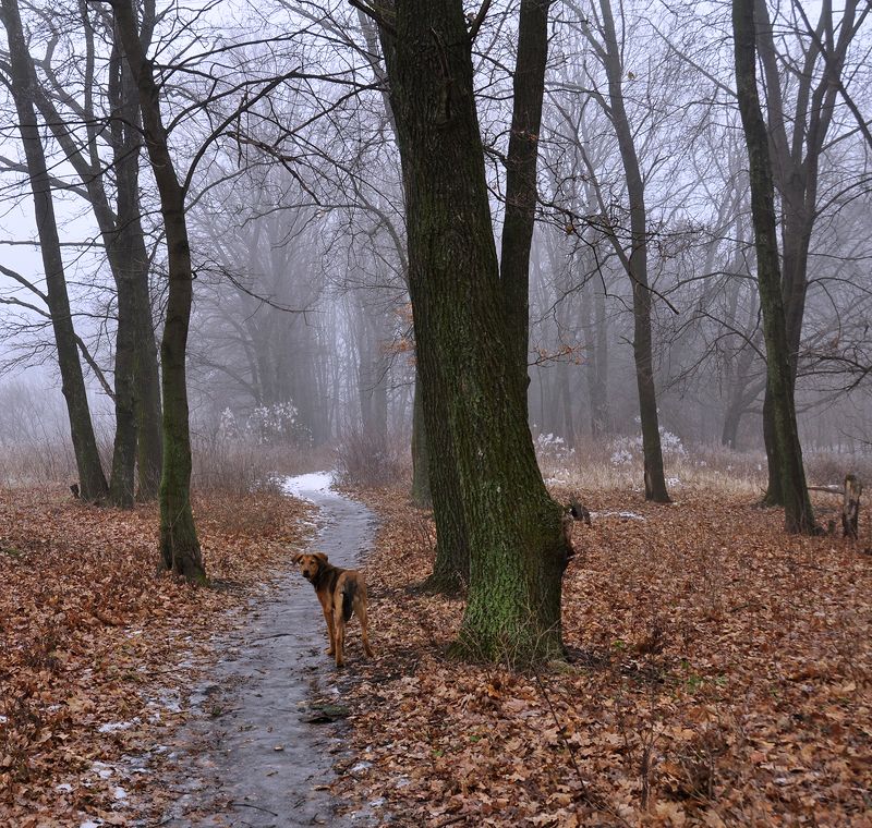 декабрь, зима Декабрьскими тропами фото превью