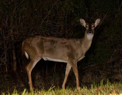 Молодой Олень -Deer