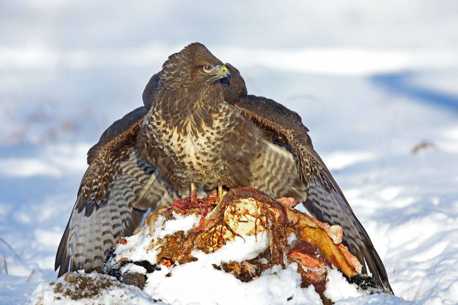 , Александр Гусар