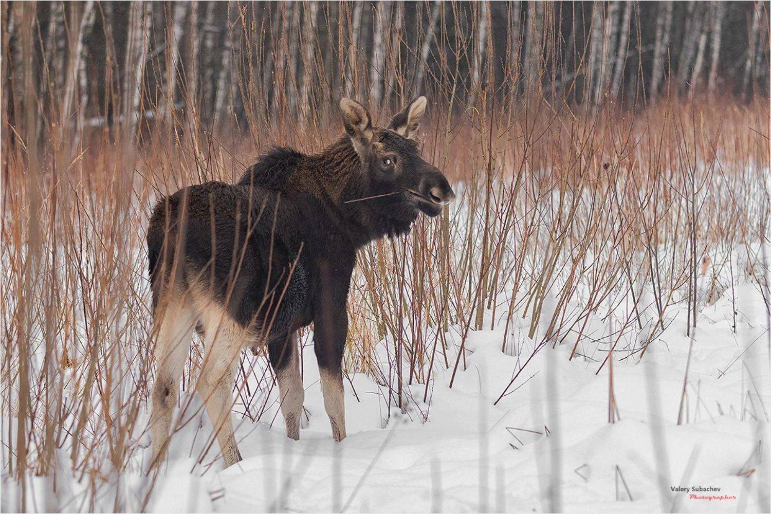 , Валерий Субачев