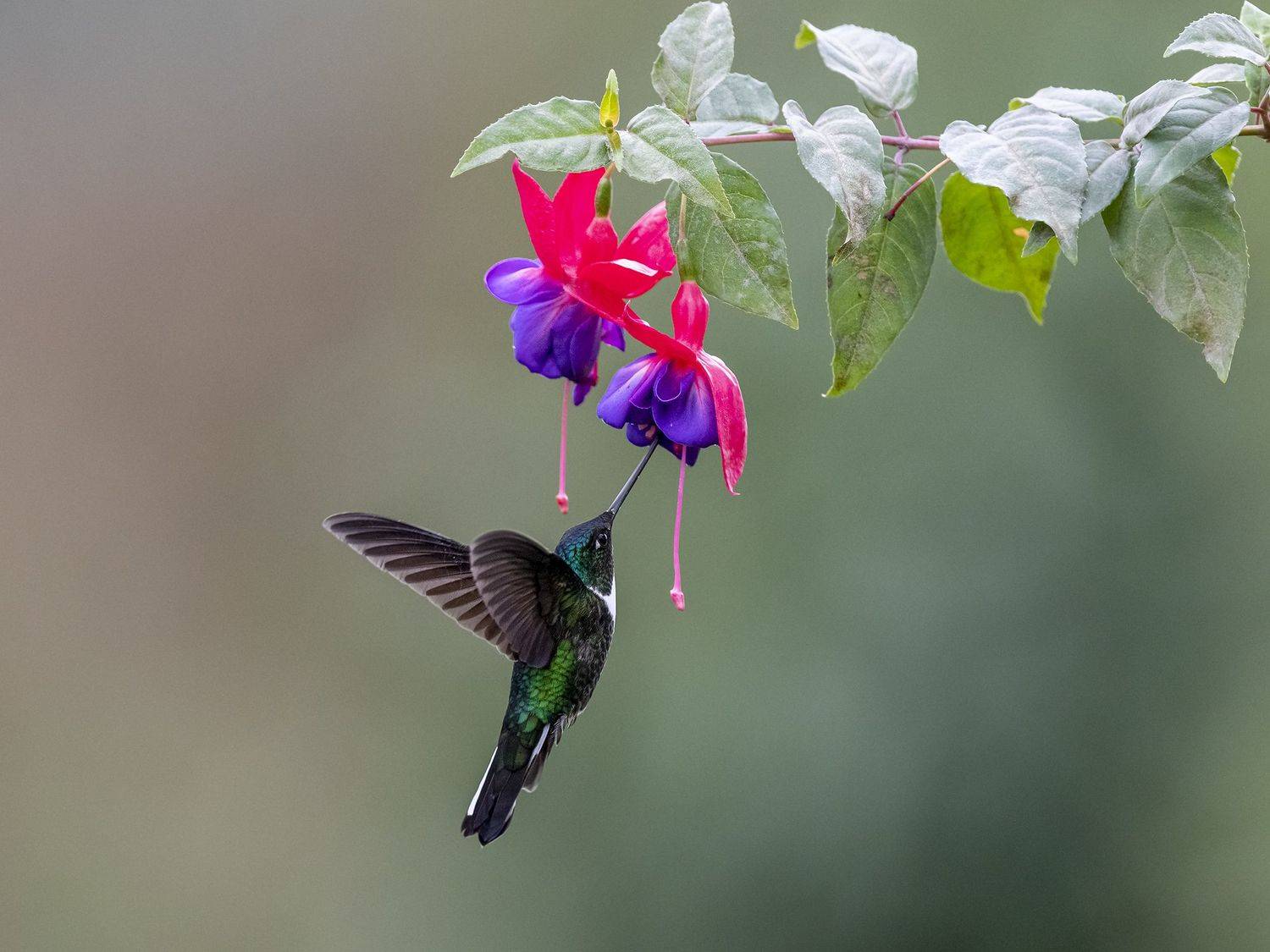 , Fernando Burgalin Sequeira