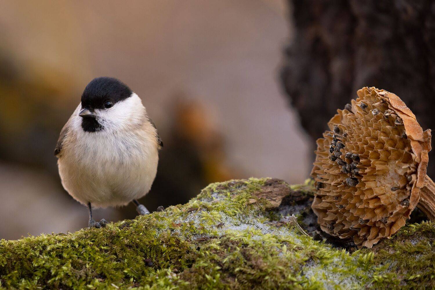 Titmouse. Автор: Robert Adamec , Robert Adamec