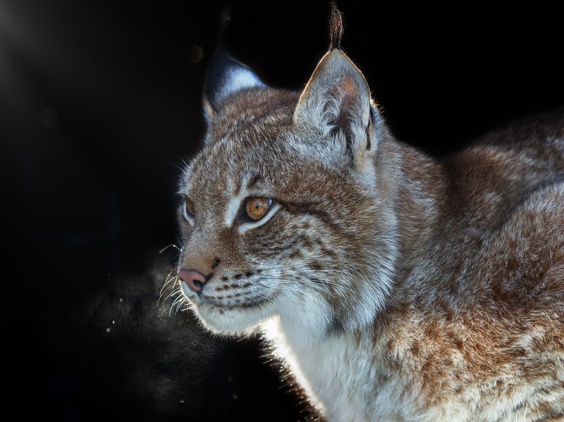 рысь, кошки Рысь фото превью