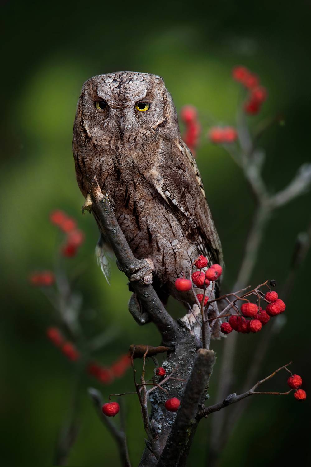 , Чернобай Анна