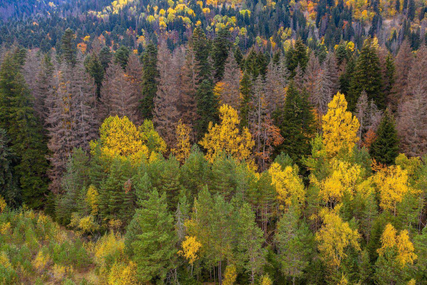 , Баландин Дмитрий