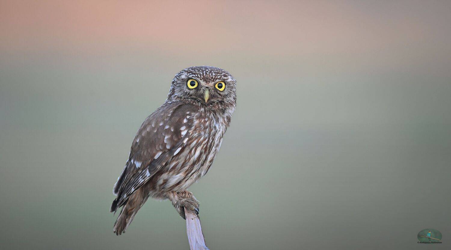 wildlife, Alexander Plekhanov