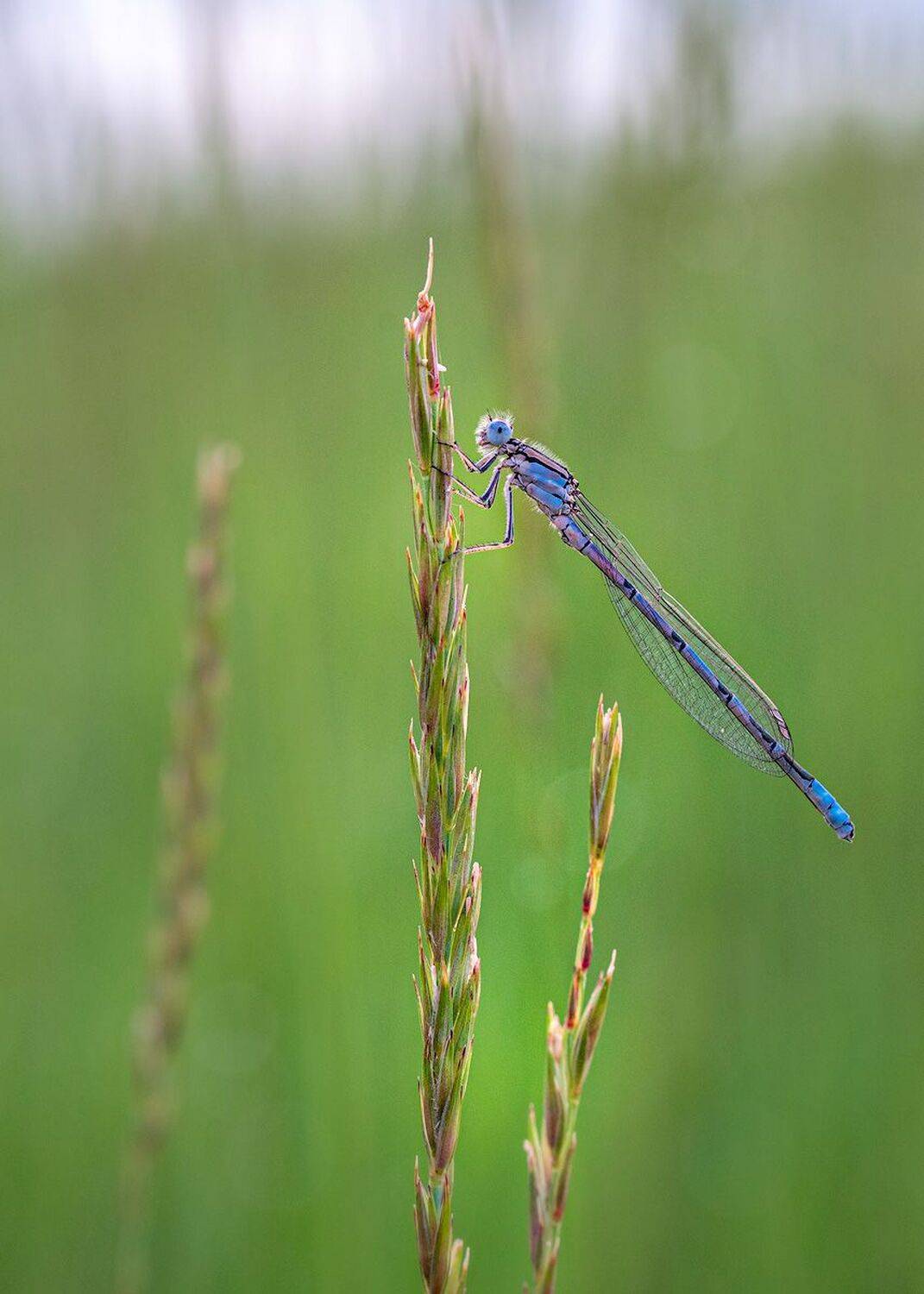 , Сергей Брагин