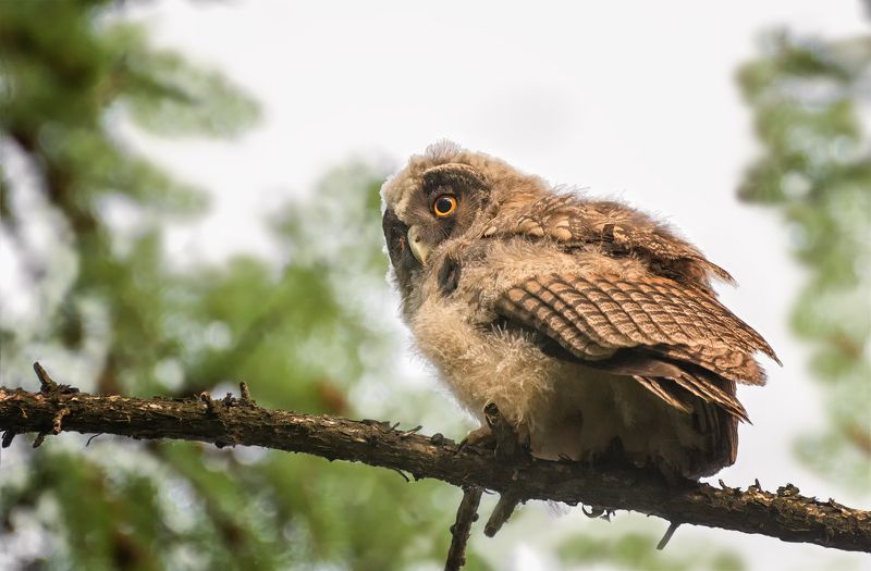 птица, ушастая сова, ушастая.. фото превью