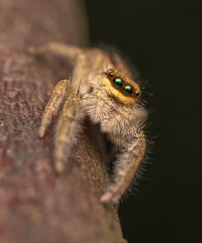 Marpissa radiata фото превью