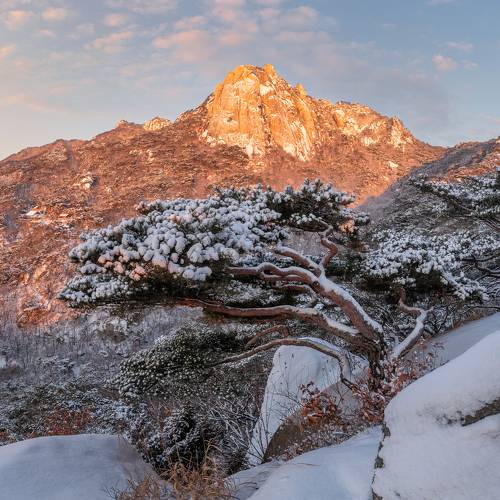 Old bent pine