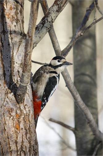 Большой пестрый дятел