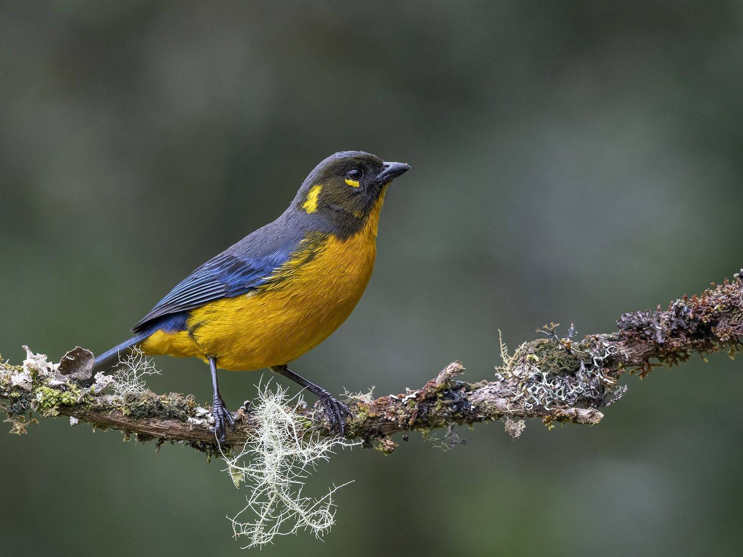 fernaabs, burgalin, aves_de_colombia, manizales, Fernando Burgalin Sequeira