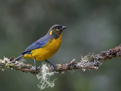 Lacrimose Mountain Tanager