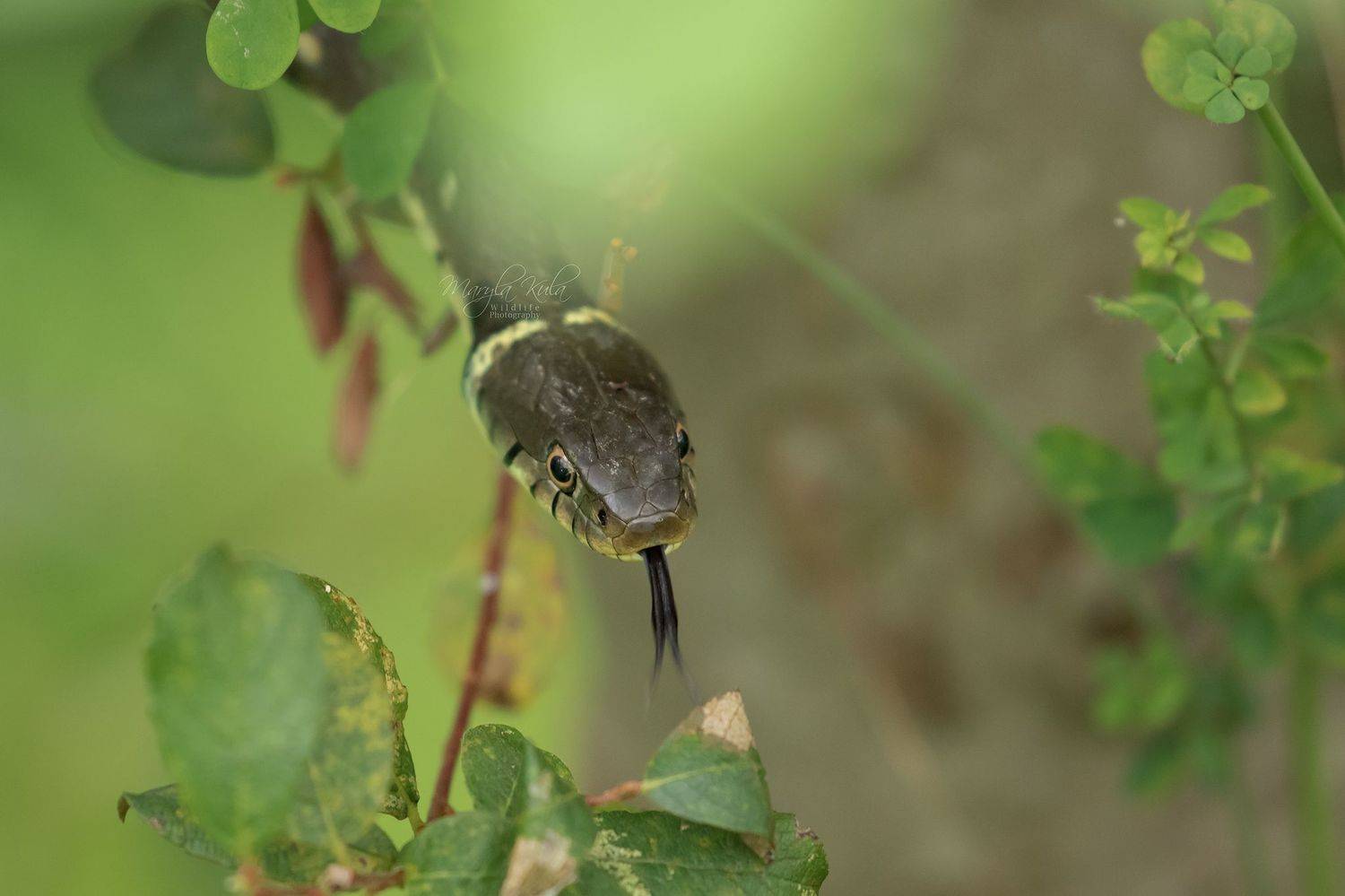 Grass snake, Animals, Nature, Wildlife, Canon, MARIA KULA