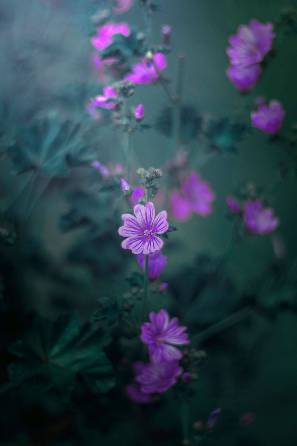 green,flowers,wild,nature,light,bokeh,pink,zenit,helios,nikon,green,purple, Борислав Алексиев