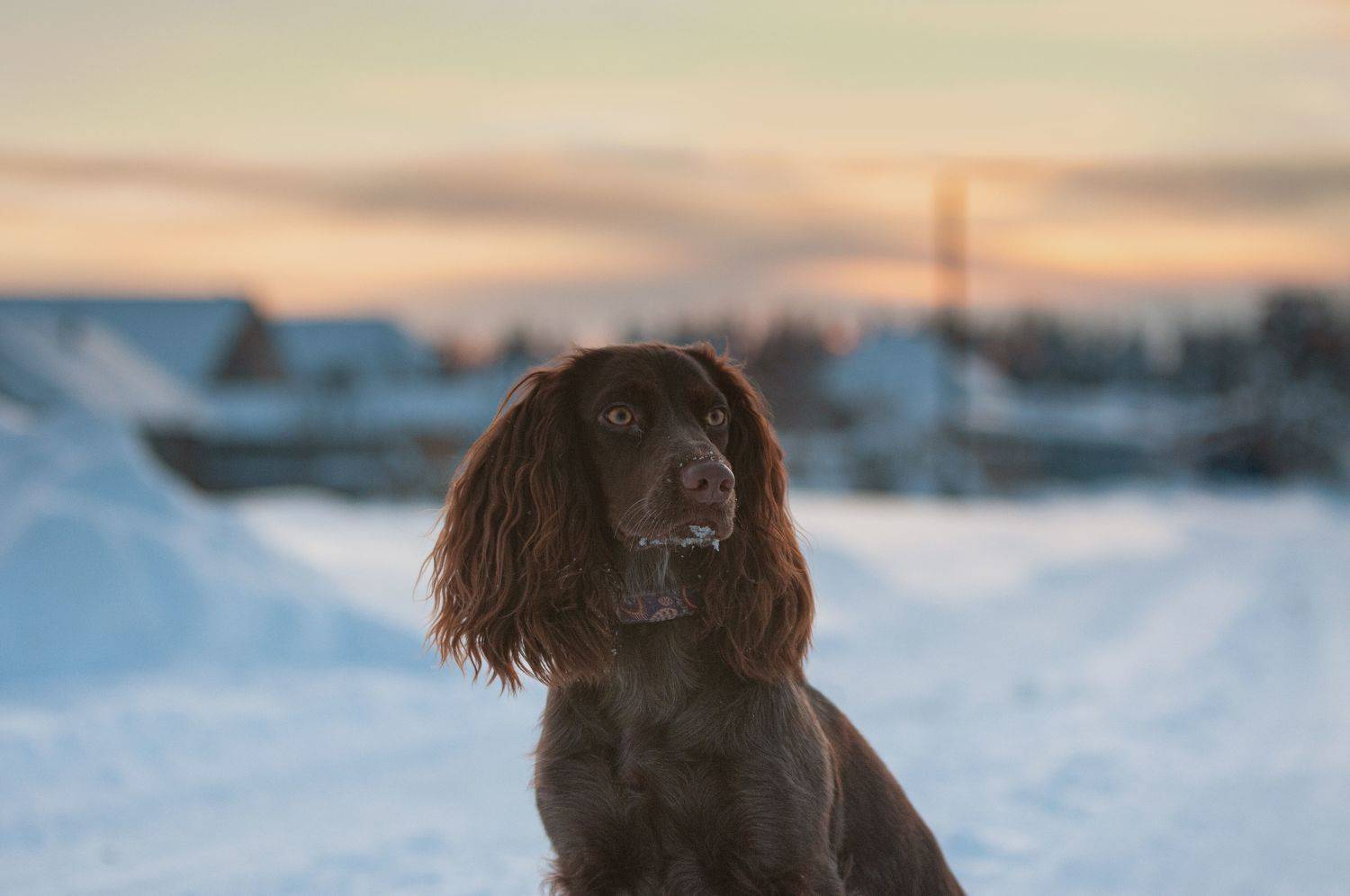 , Зуйкова Динара