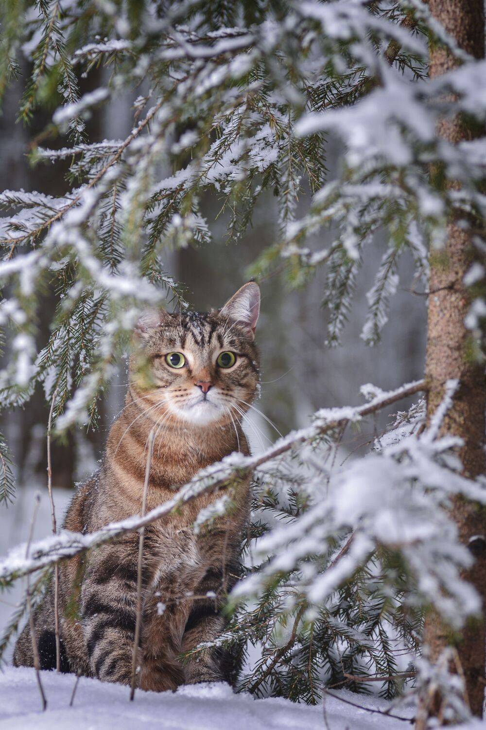 , Максим Вышарь