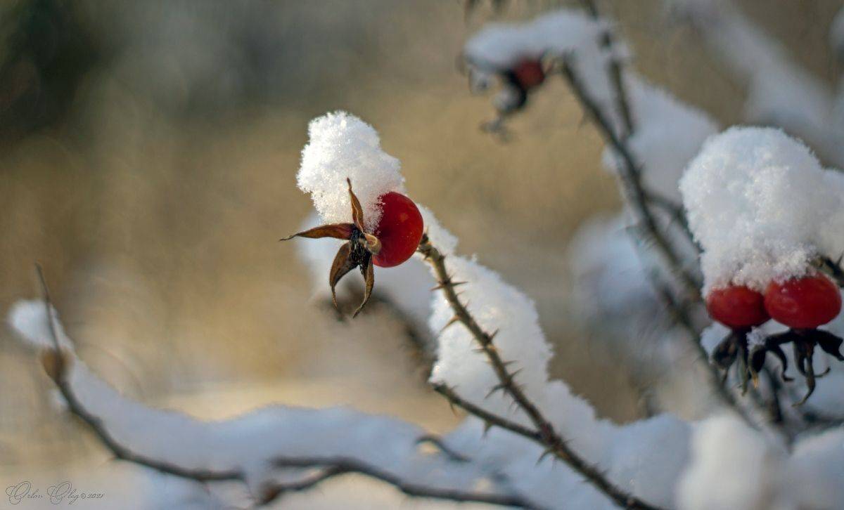 , Орлов Олег