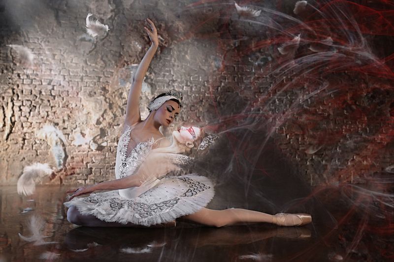 Белый черный лебедь Белый черный лебедь фото превью