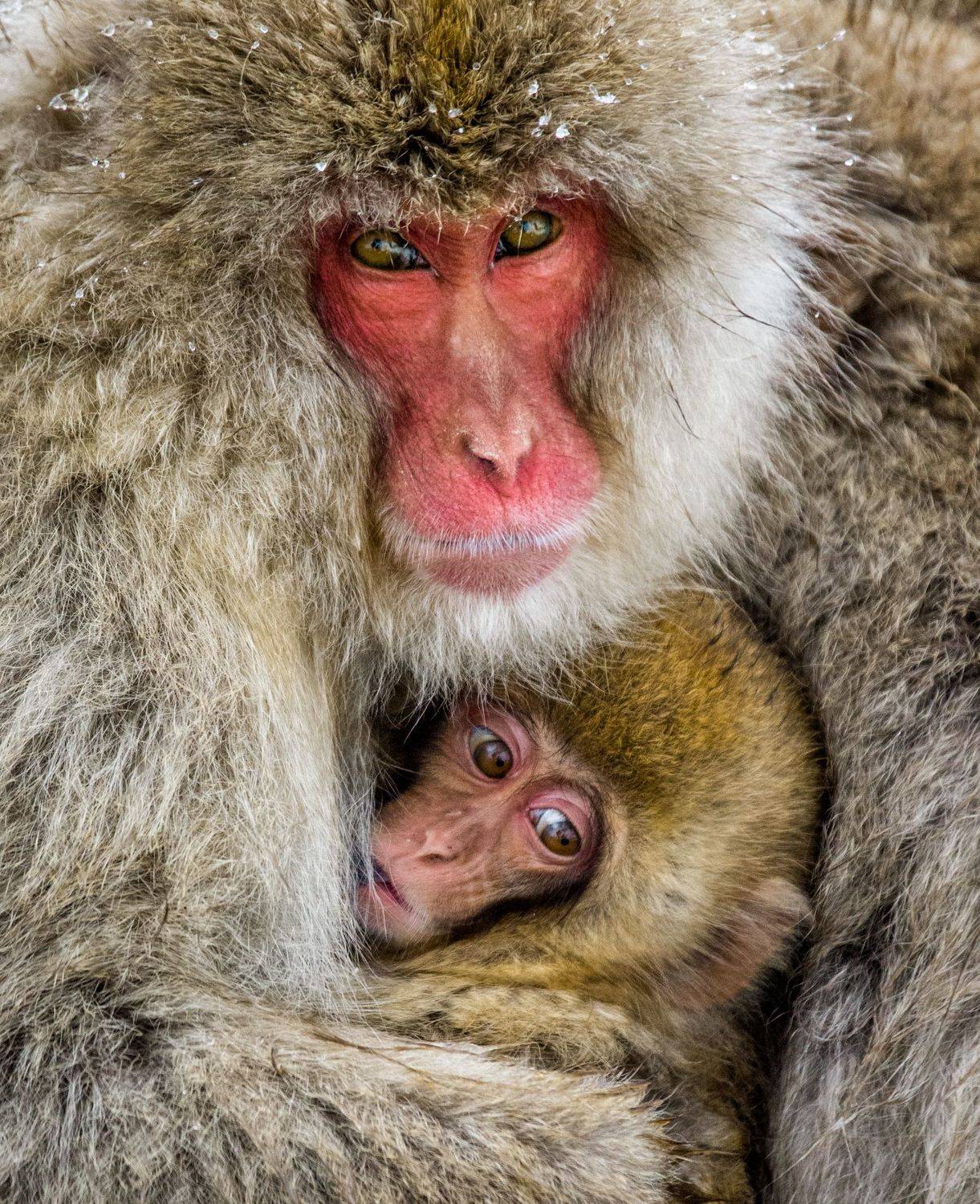 , Гудков Андрей