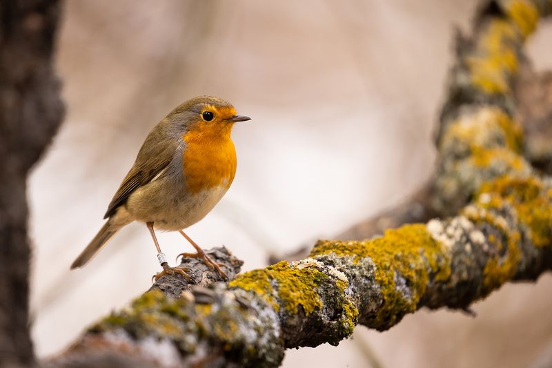 Robin фото превью