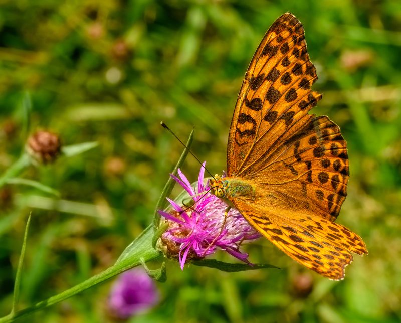 Brenthis ino фото превью