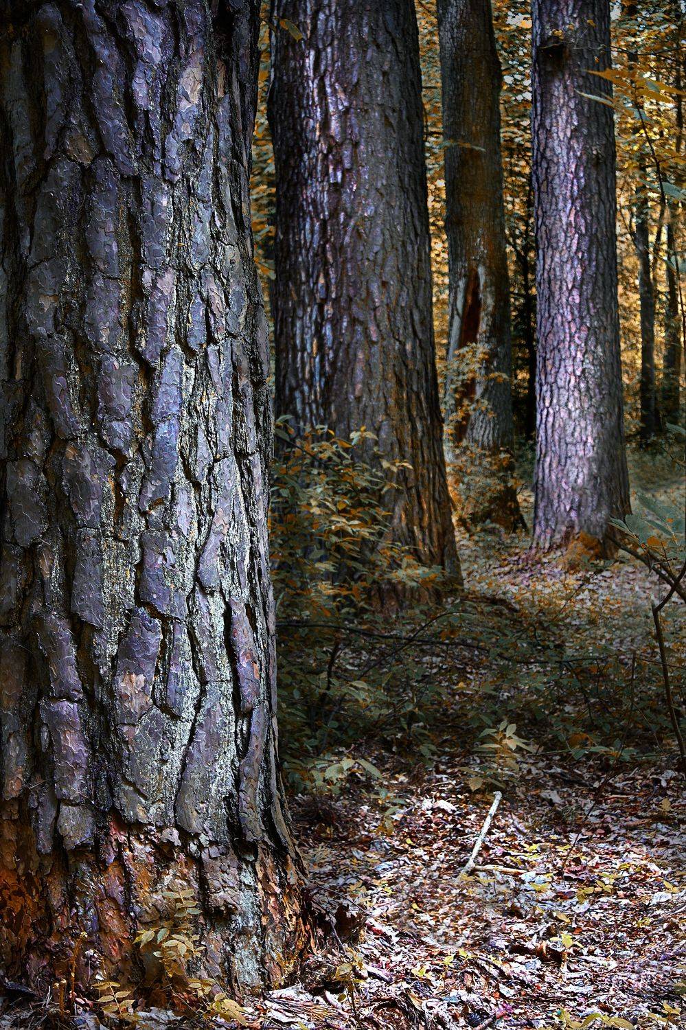 ,  Александр