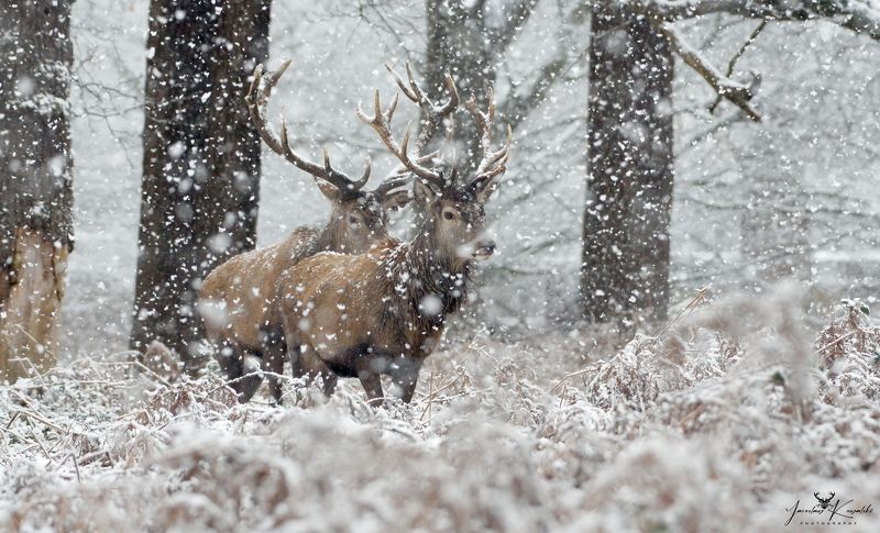 Winter фото превью