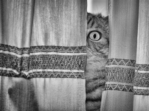 шантажист..