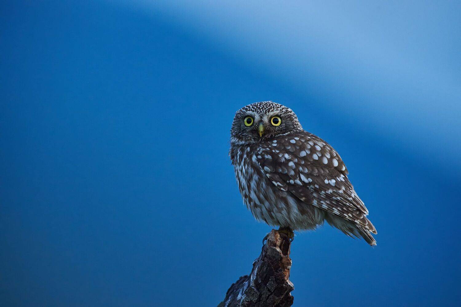 nature, wildlife, birds, owls, Калин Ботев