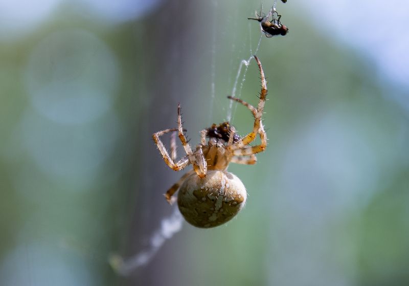 Паук крестовик. фото превью