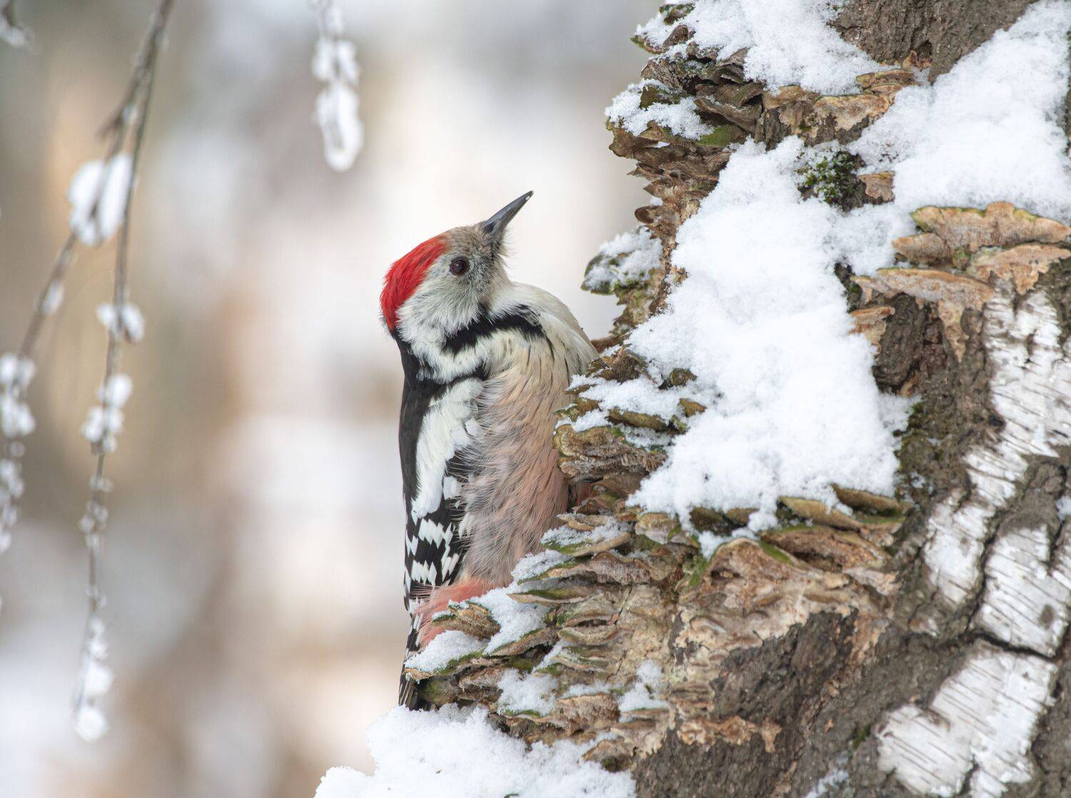 птицы,природа, зима, Андрей Киселёв