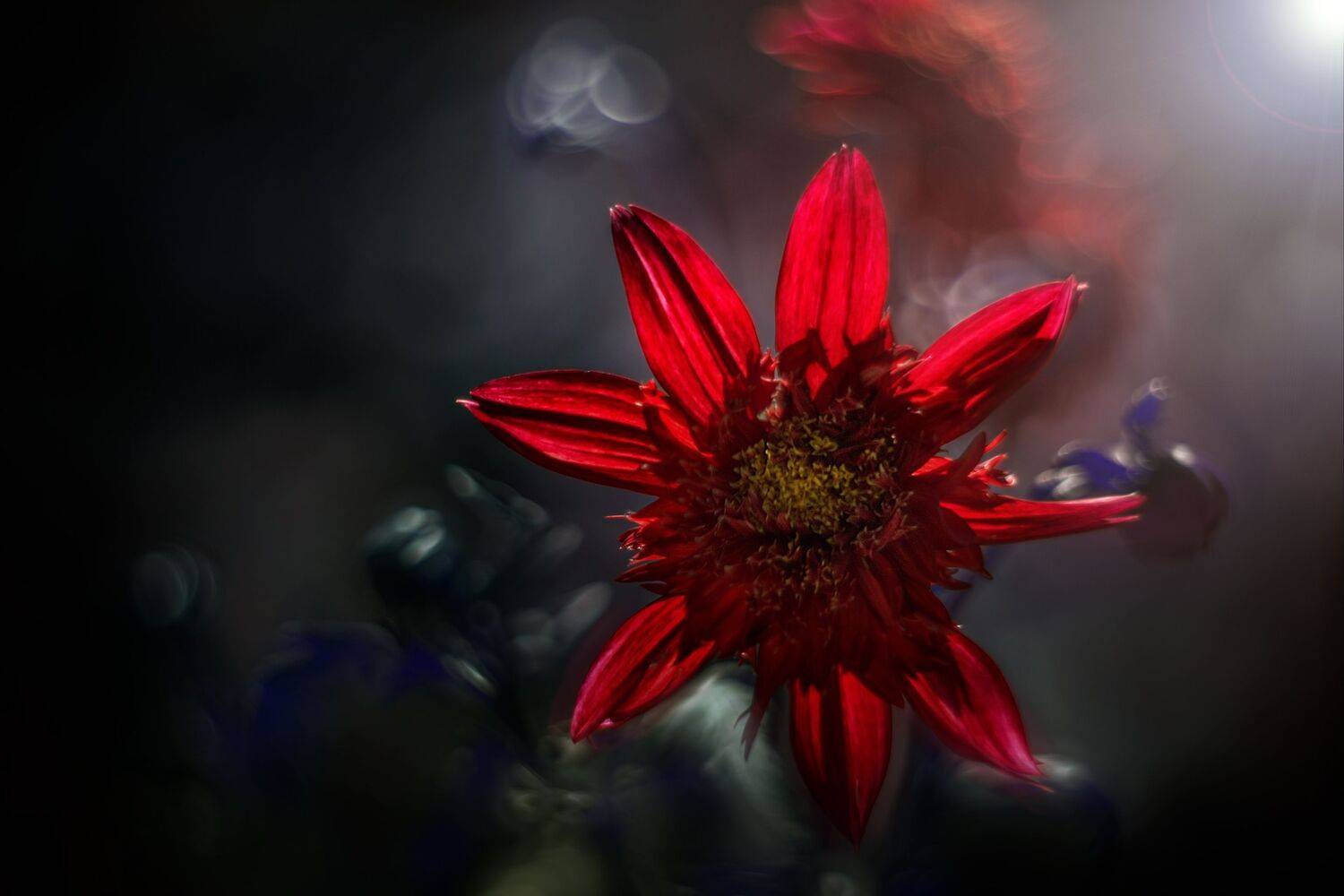 red,flowers,wild,nature,light,bokeh,black,zenit,helios,nikon, Борислав Алексиев