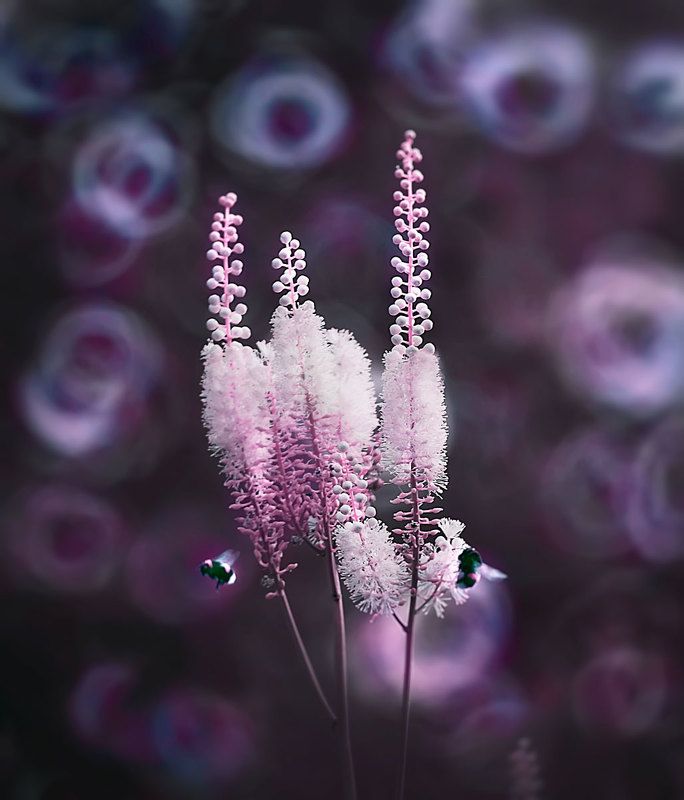 шмель, макро, макросъёмка, макрофотографии, nature, природа #рабочий_момент фото превью