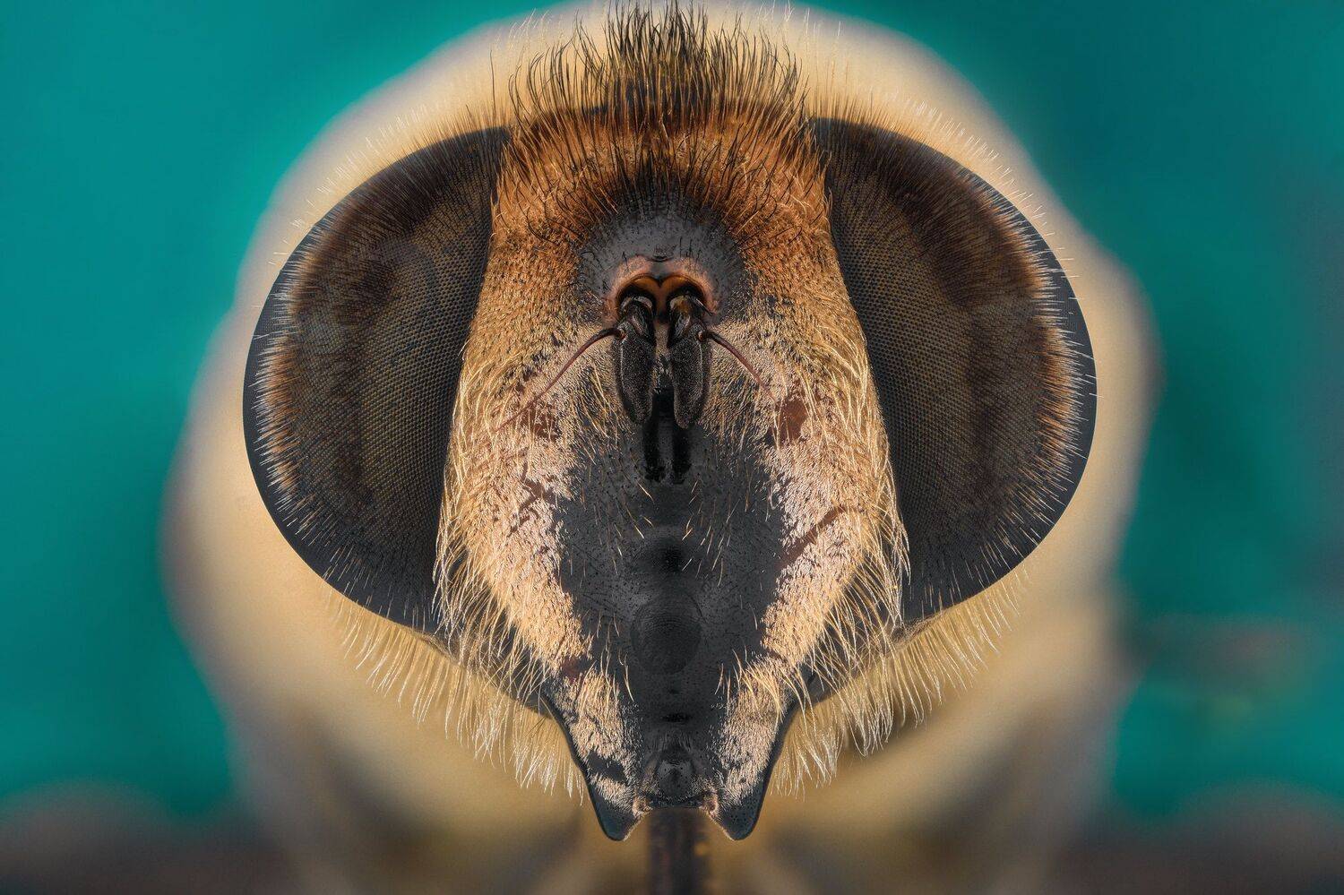 ceclii, macro, d7200, lomo 3.7, Tsvetan Ganev