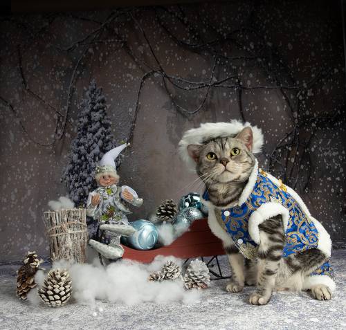 Котики к Праздникам! Всех С Наступающим Новым Годом!