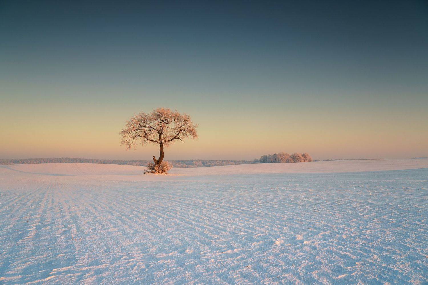 december, tree, winter, snow, field, landscape, white, gray, rime, Lukasz Zugaj