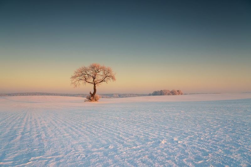 december, tree, winter, snow, field, landscape, white, gray, rime December Oak фото превью