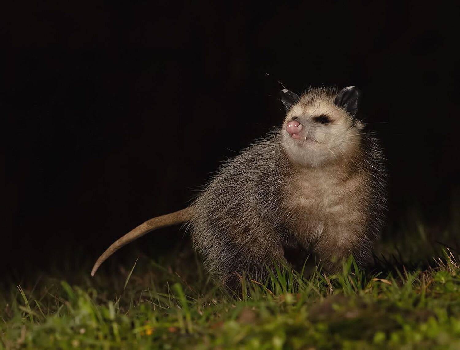 опосcум, opossum, дикие животные,wildlife, Elizabeth Etkind